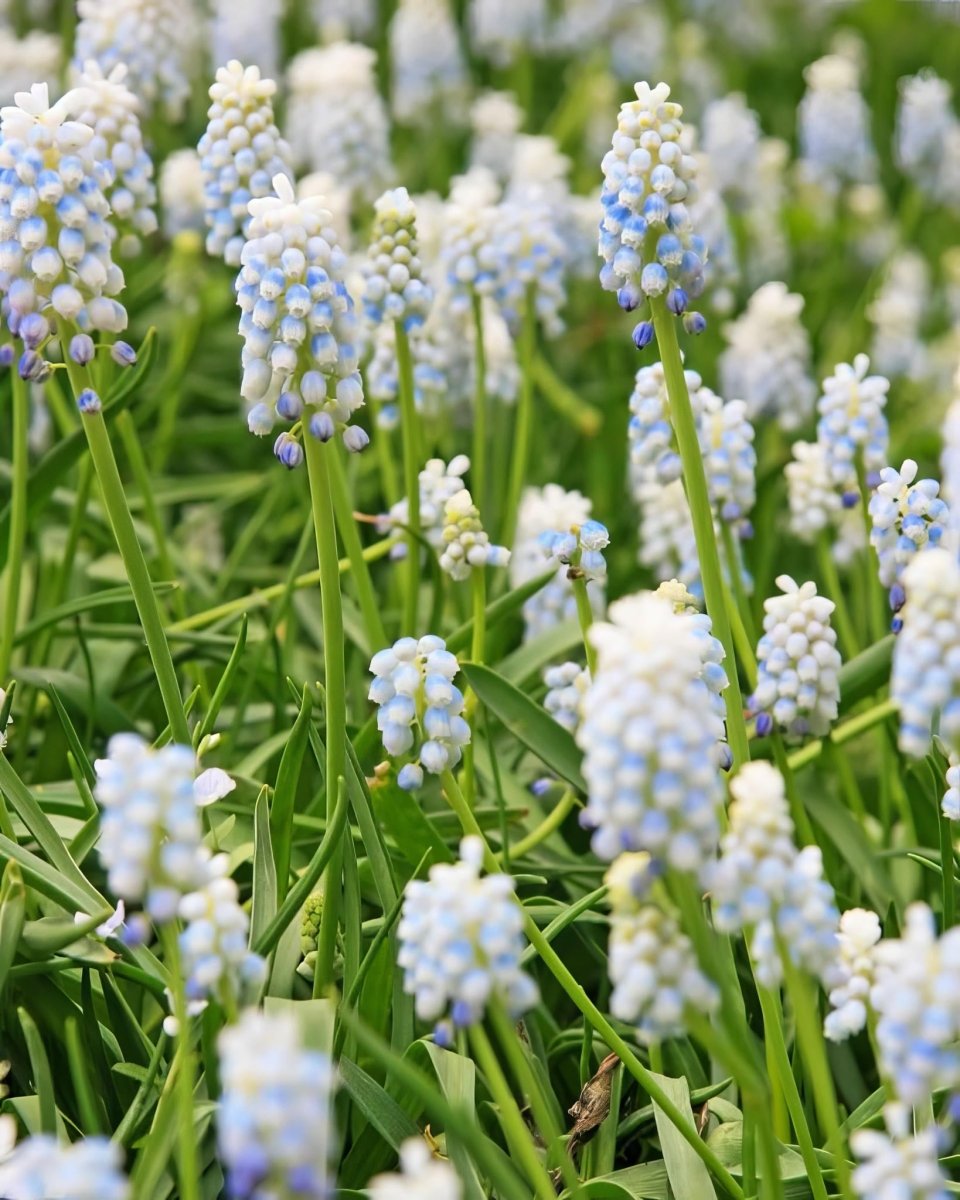 Grape Hyacinth 'Nature's Beauty' (Muscari) - Harding & Bloom