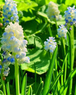 Grape Hyacinth 'Nature's Beauty' (Muscari) - Harding & Bloom