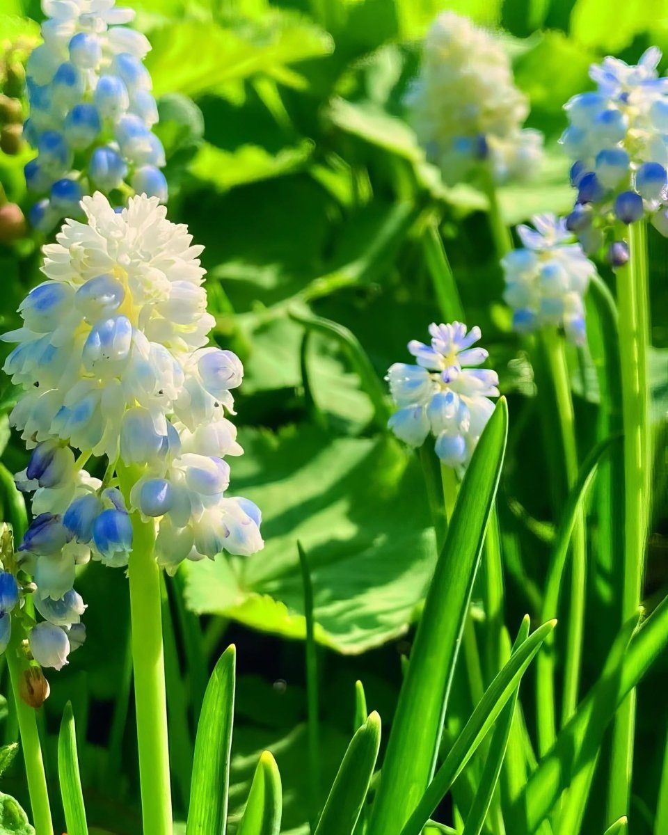 Grape Hyacinth 'Nature's Beauty' (Muscari) - Harding & Bloom