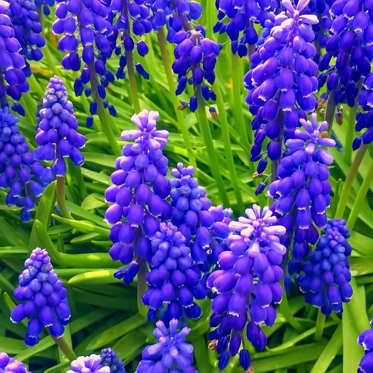 Grape Hyacinth 'Night Eyes' (Muscari) - Harding & Bloom