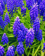 Grape Hyacinth 'Night Eyes' (Muscari) - Harding & Bloom