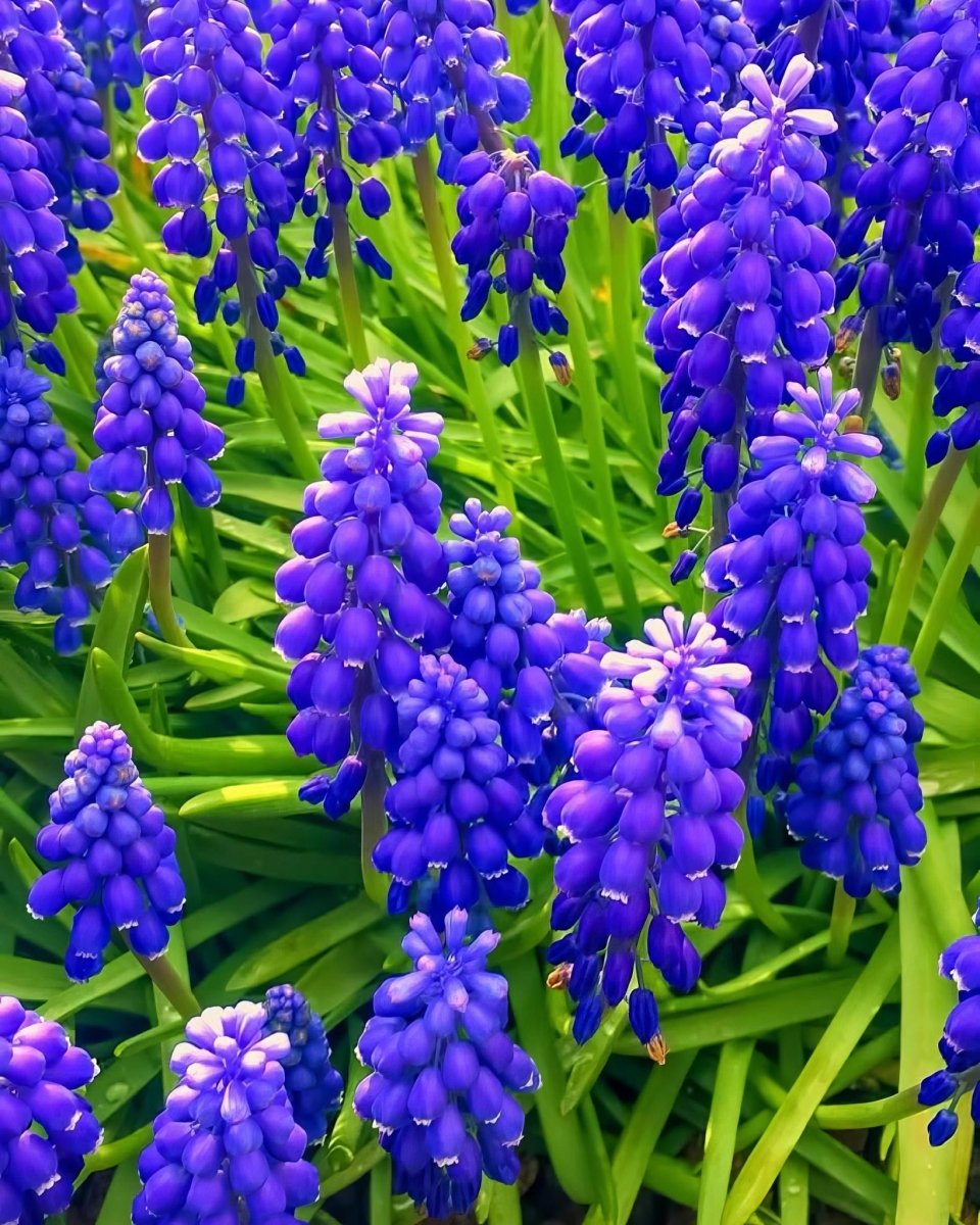 Grape Hyacinth 'Night Eyes' (Muscari) - Harding & Bloom
