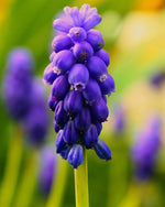 Grape Hyacinth 'Night Eyes' (Muscari) - Harding & Bloom