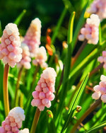 Grape Hyacinth 'Pink Sunrise' (Muscari) - Harding & Bloom