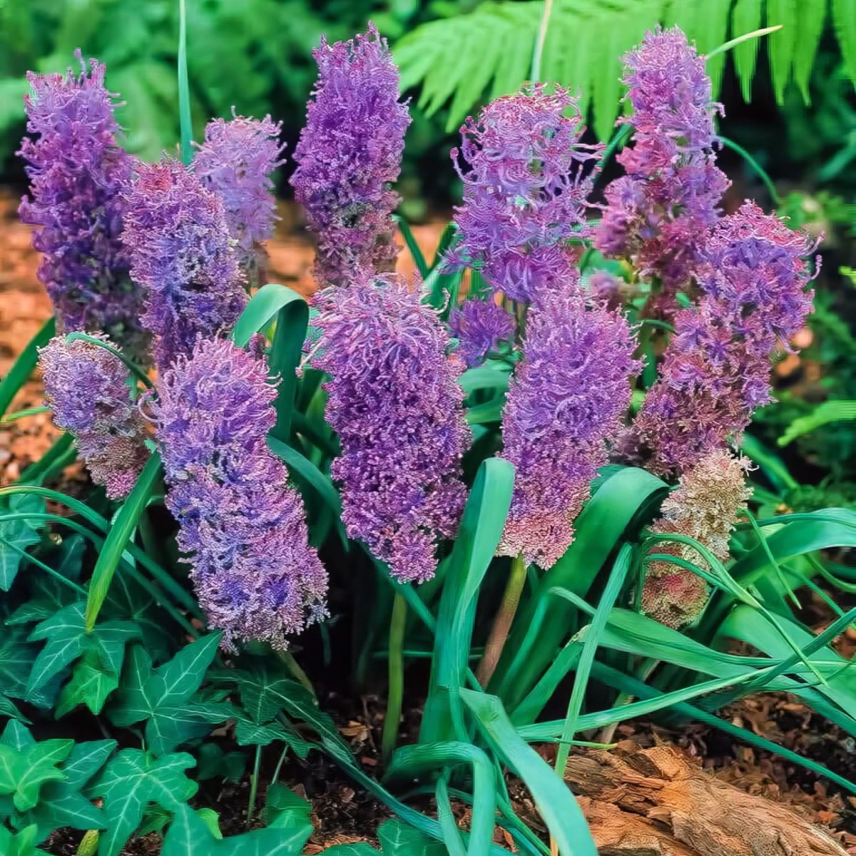 Grape Hyacinth 'Plumosum' (Muscari) - Harding & Bloom