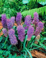 Grape Hyacinth 'Plumosum' (Muscari) - Harding & Bloom