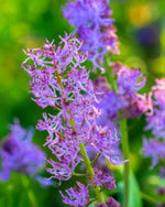 Grape Hyacinth 'Plumosum' (Muscari) - Harding & Bloom