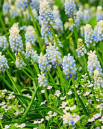 Grape Hyacinth 'Valerie Finnis' (Muscari) - Harding & Bloom