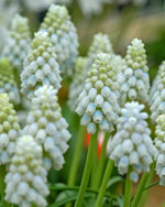 Grape Hyacinth 'Valerie Finnis' (Muscari) - Harding & Bloom