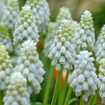 Grape Hyacinth 'Valerie Finnis' (Muscari) - Harding & Bloom