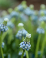 Grape Hyacinth 'Valerie Finnis' (Muscari) - Harding & Bloom