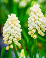 Grape Hyacinth 'White Magic' (Muscari) - Harding & Bloom