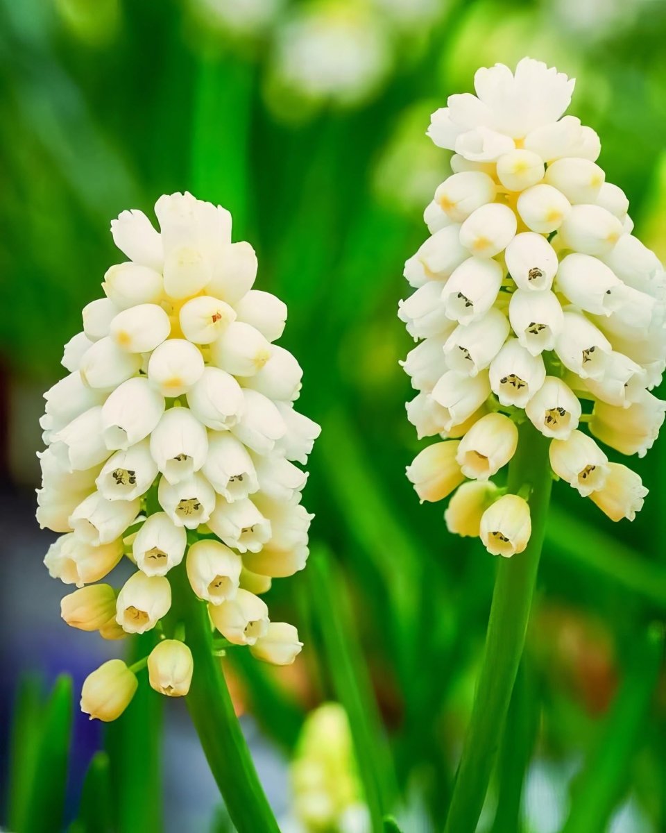 Grape Hyacinth 'White Magic' (Muscari) - Harding & Bloom
