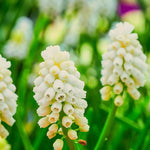 Grape Hyacinth 'White Magic' (Muscari) - Harding & Bloom