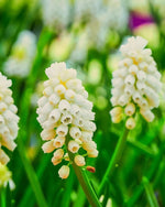 Grape Hyacinth 'White Magic' (Muscari) - Harding & Bloom