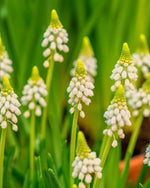 Grape Hyacinth 'White Magic' (Muscari) - Harding & Bloom