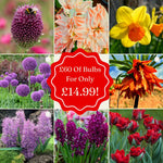 Mystery Bulb Rescue Box – £60 of Blooms for £14.99 - Harding & Bloom