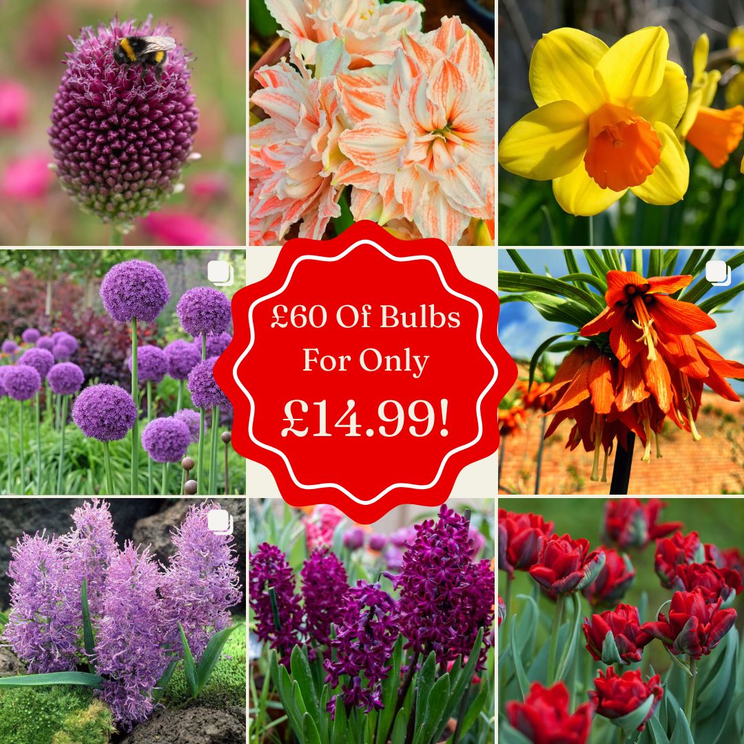 Mystery Bulb Rescue Box – £60 of Blooms for £14.99 - Harding & Bloom