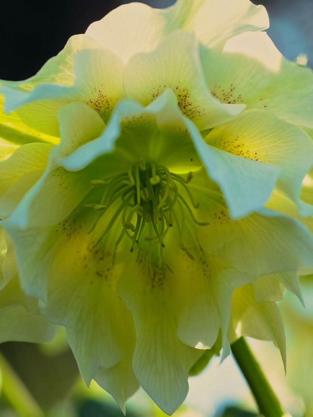 Helleborus 'Double Ellen Green' - Harding & Bloom