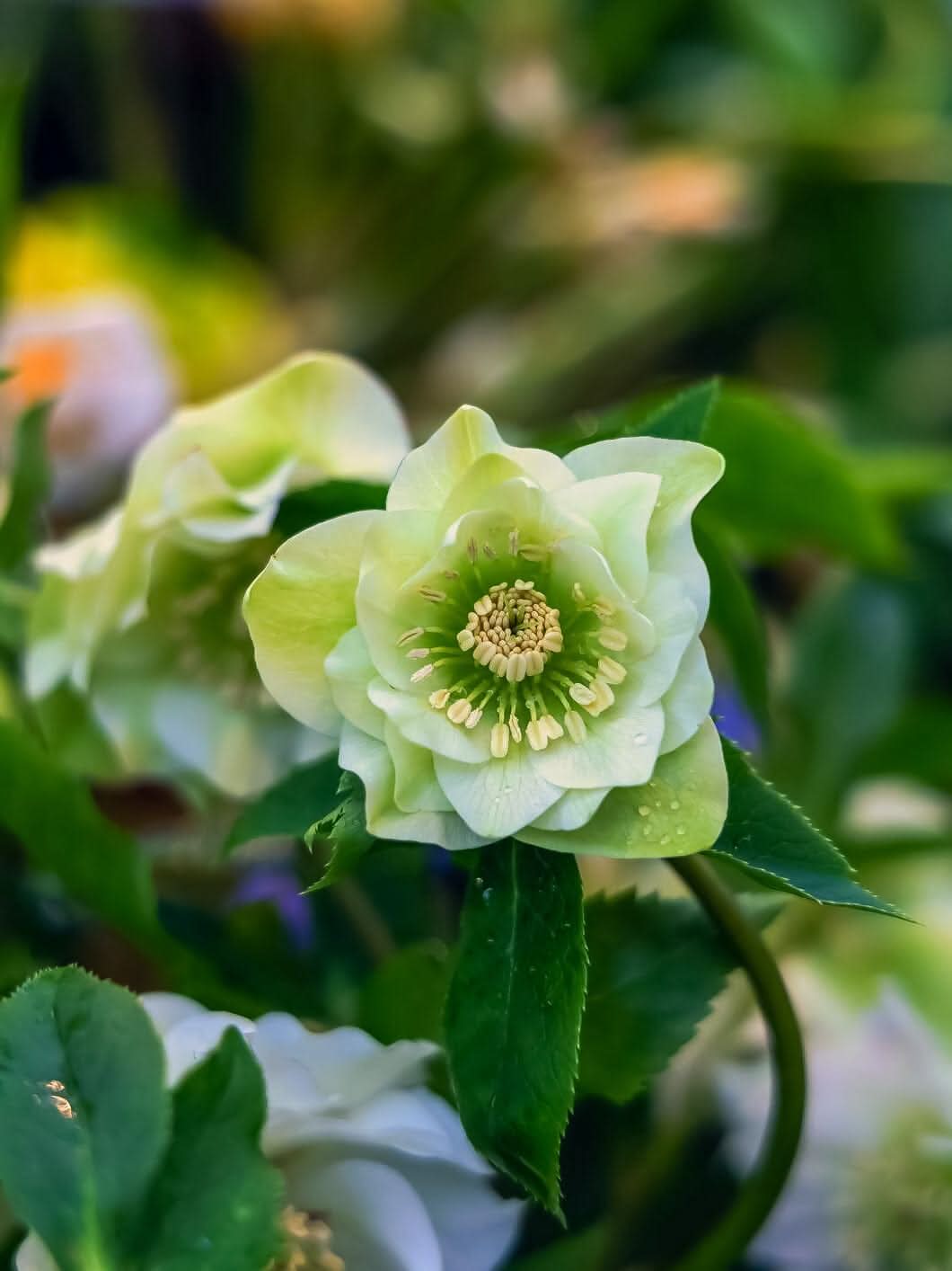 Helleborus 'Double Ellen Green' - Harding & Bloom