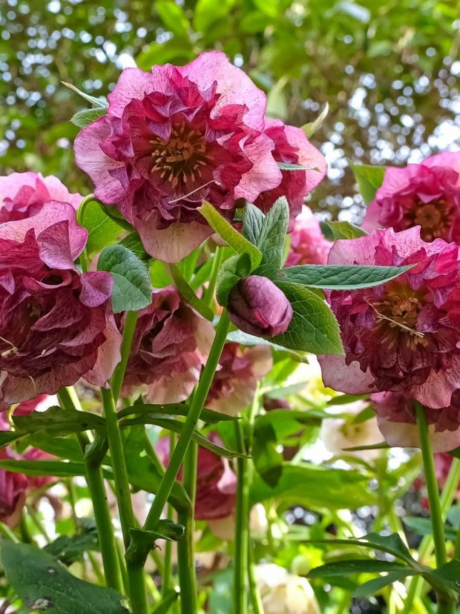 Helleborus 'Double Ellen Pink' - Harding & Bloom