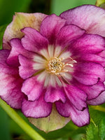 Helleborus 'Double Ellen Pink' - Harding & Bloom