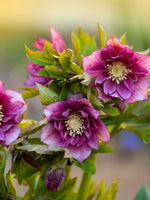 Helleborus 'Double Ellen Pink' - Harding & Bloom