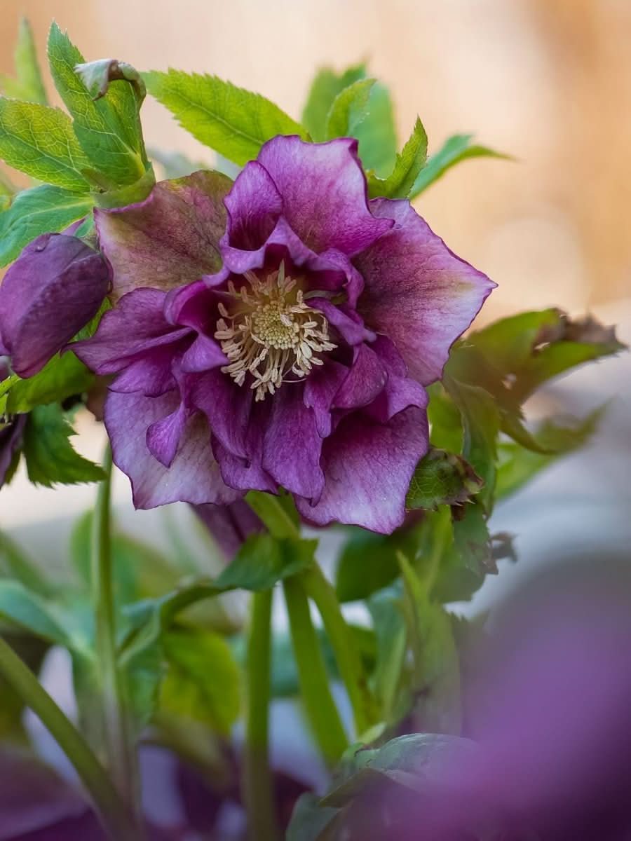 Helleborus 'Double Ellen Pink' - Harding & Bloom
