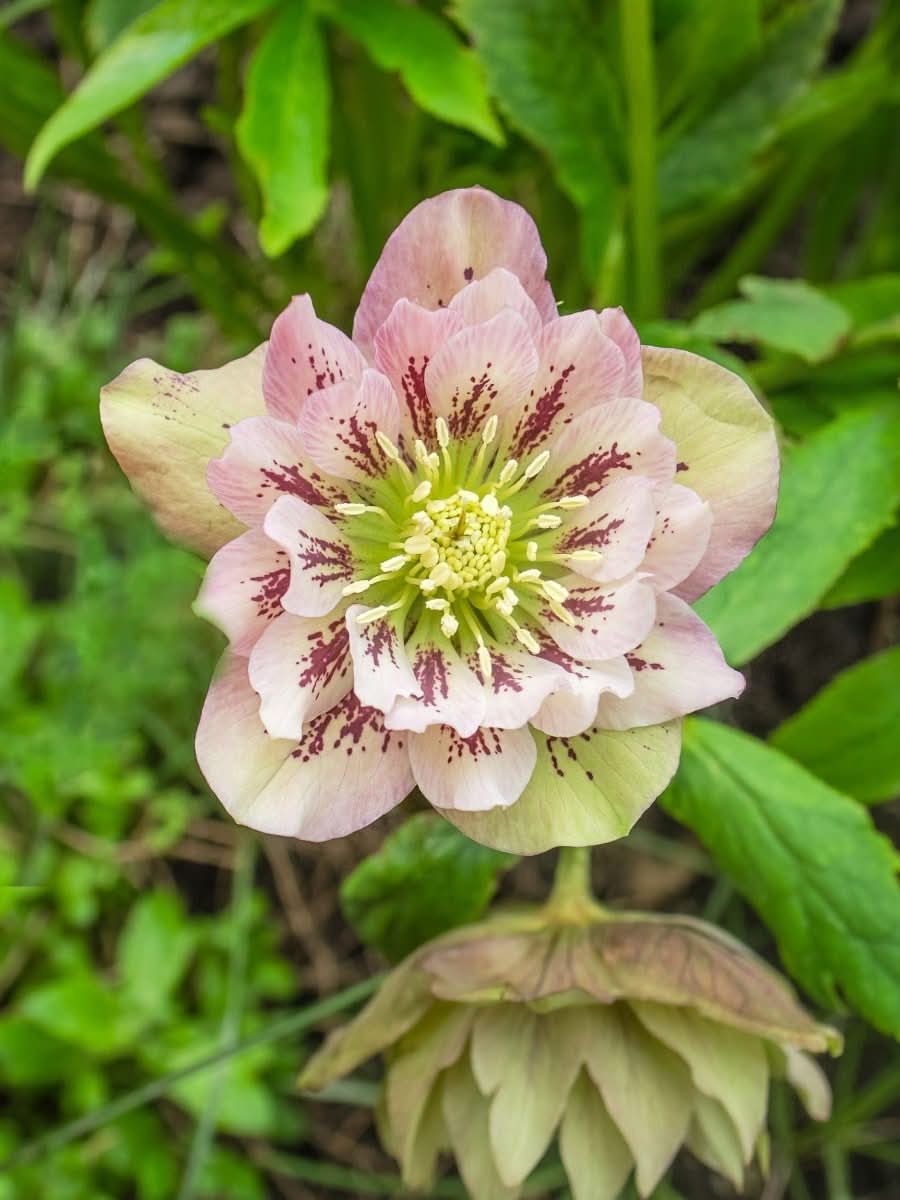 Helleborus 'Double Ellen Pink Spotted' - Harding & Bloom