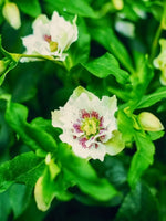 Helleborus 'Double Ellen Pink Spotted' - Harding & Bloom