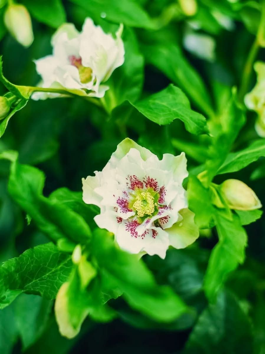 Helleborus 'Double Ellen Pink Spotted' - Harding & Bloom