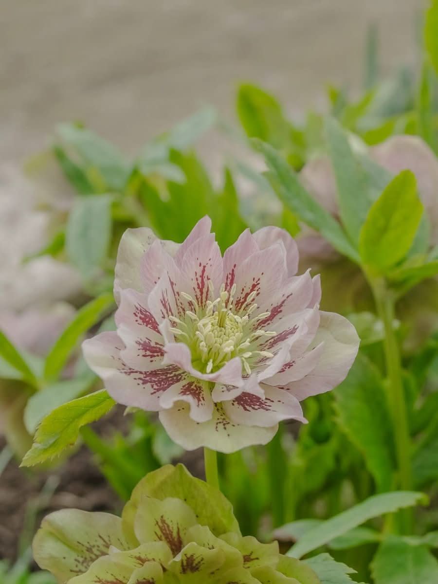 Helleborus 'Double Ellen Picotee' - Harding & Bloom