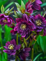 Helleborus 'Double Ellen Red' - Harding & Bloom