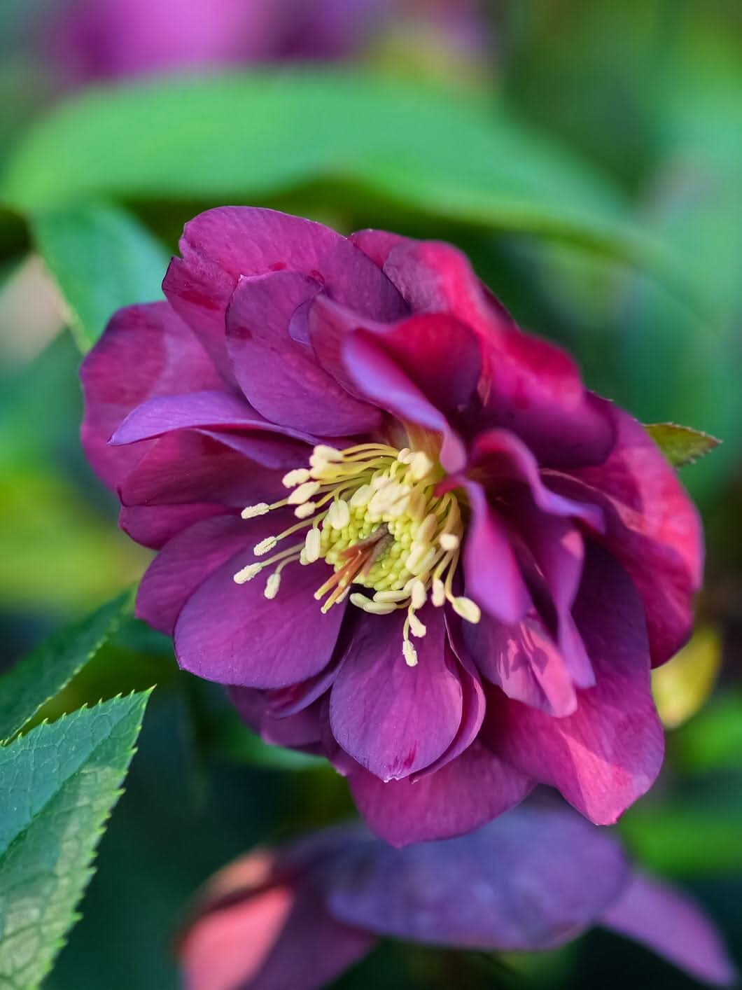 Helleborus 'Double Ellen Red' - Harding & Bloom