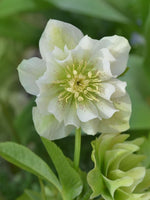 Helleborus 'Double Ellen White' - Harding & Bloom