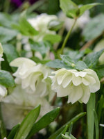 Helleborus 'Double Ellen White' - Harding & Bloom