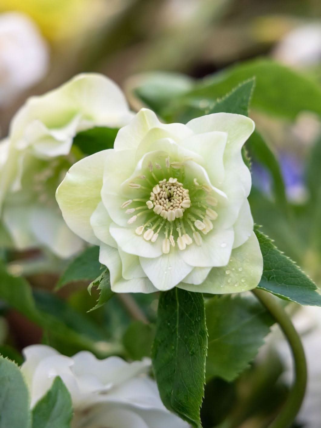 Helleborus 'Double Ellen White' - Harding & Bloom