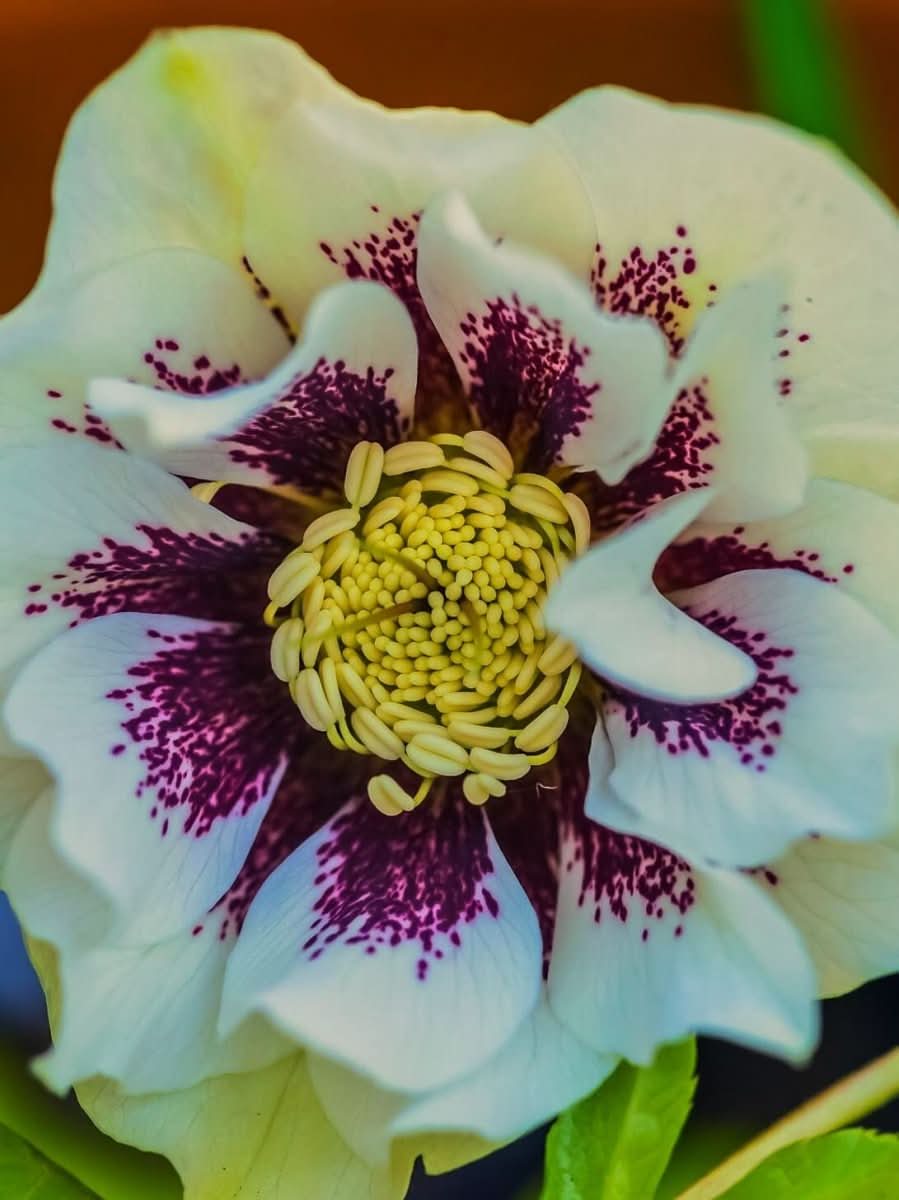 Helleborus 'Double Ellen White Spotted' - Harding & Bloom