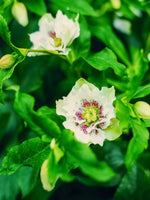 Helleborus 'Double Ellen White Spotted' - Harding & Bloom