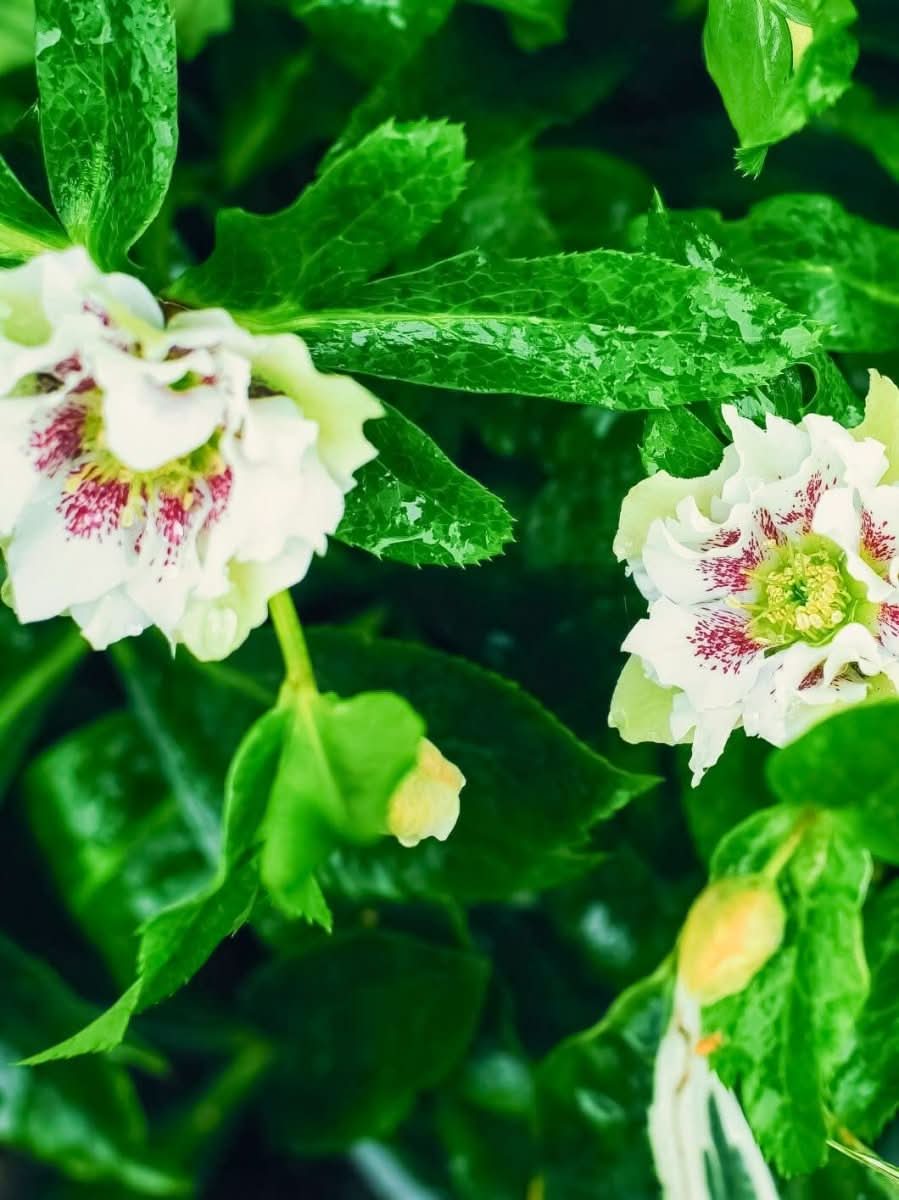 Helleborus 'Double Ellen White Spotted' - Harding & Bloom