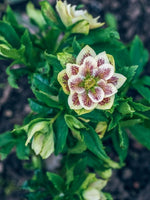 Helleborus 'Double Ellen Yellow Spotted' - Harding & Bloom