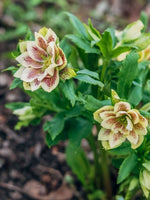 Helleborus 'Double Ellen Yellow Spotted' - Harding & Bloom