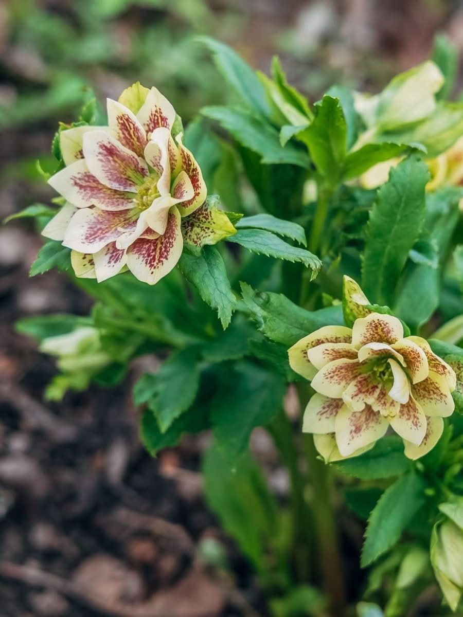 Helleborus 'Double Ellen Yellow Spotted' - Harding & Bloom