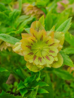 Helleborus 'Double Ellen Yellow Spotted' - Harding & Bloom