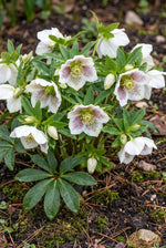 Helleborus orientalis (Lenten rose) – flower bulbs, product photo 3 (Harding & Bloom)