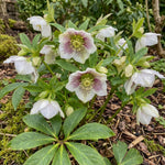Helleborus orientalis (Lenten rose) – flower bulbs, product photo 2 (Harding & Bloom)