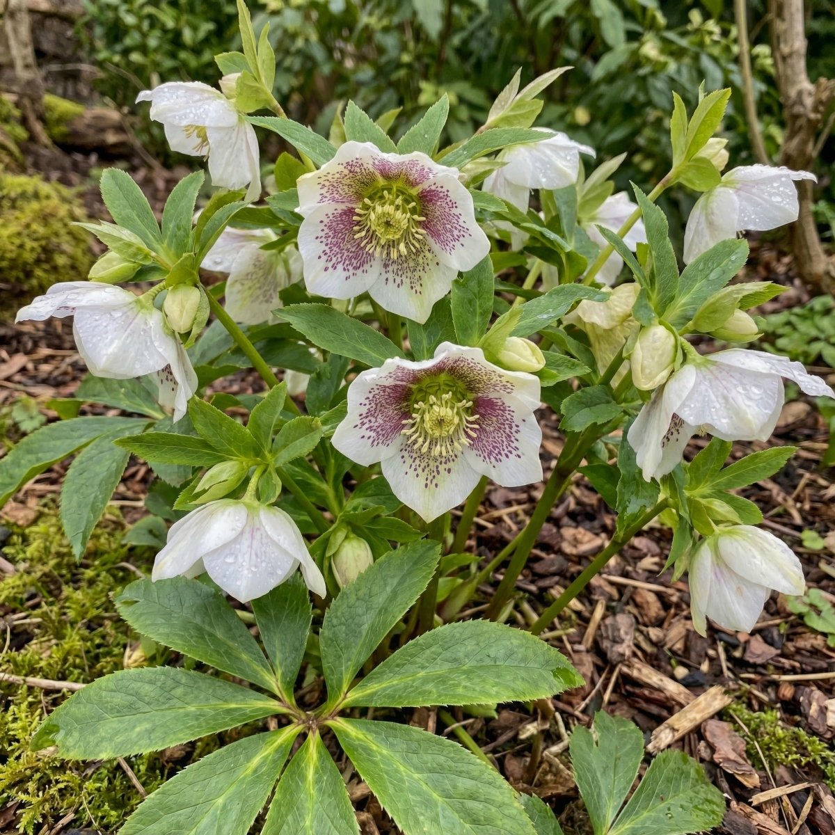 Helleborus orientalis (Lenten rose) – flower bulbs, product photo 2 (Harding & Bloom)