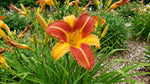 Hemerocallis 'Frans Hals' (Daylily) – lily bulbs, product photo 4 (Harding & Bloom)