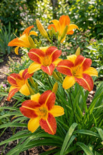 Hemerocallis 'Frans Hals' (Daylily) – lily bulbs, product photo 3 (Harding & Bloom)