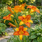 Hemerocallis 'Frans Hals' (Daylily) – lily bulbs, product photo 2 (Harding & Bloom)